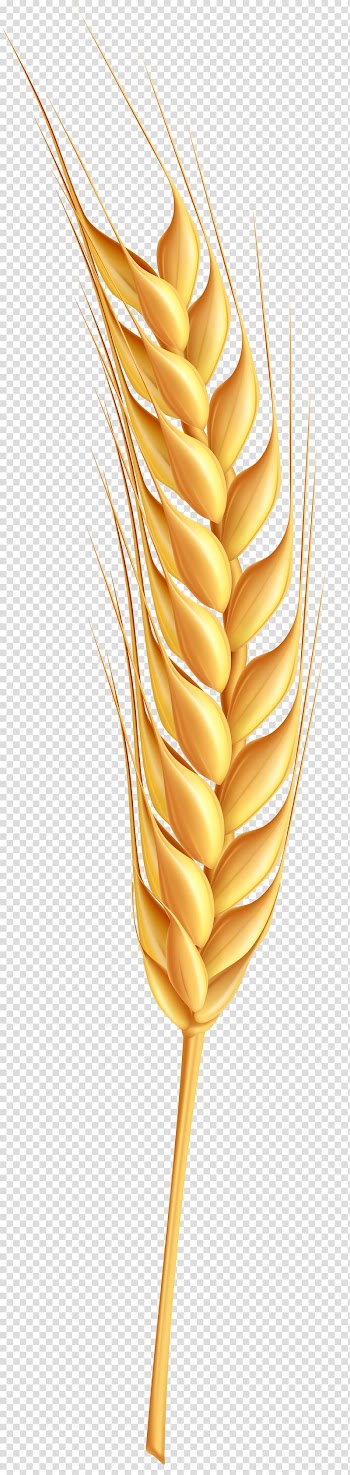 Yellow corn, Wheat , Wheatear transparent background PNG clipart