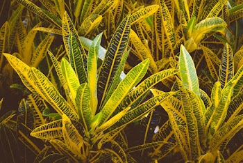 Yellow Croton Plants
