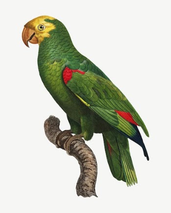 Yellow-crowned Amazon parrot bird, vintage | Free PSD Illustration - rawpixel