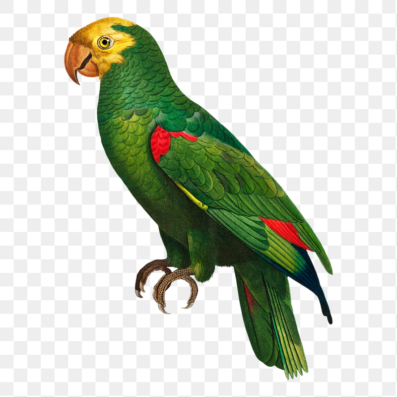 Yellow-crowned Amazon parrot png bird | Free PNG Illustration - rawpixel