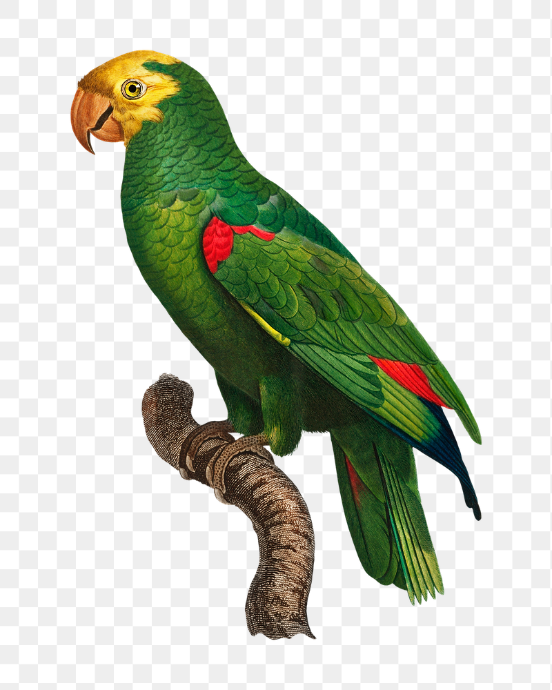 Yellow-crowned Amazon parrot png bird | Free PNG Illustration - rawpixel