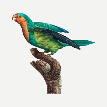 Yellow-crowned parakeet | Free stock vector - 558971