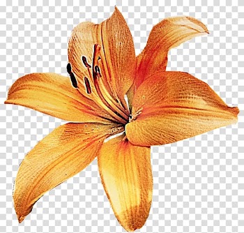Yellow Cut flowers 2403 (عدد) 2404 (عدد), flower transparent background PNG clipart