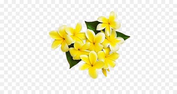 Yellow Cut flowers Frangipani Petal - Yellow egg flower 