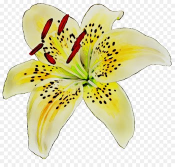 Yellow Cut flowers Lily M -  