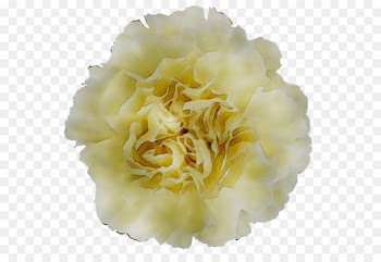 Yellow Cut flowers Peony -  