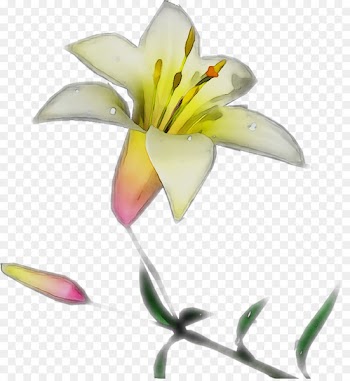Yellow Cut flowers Plant stem Plants -  