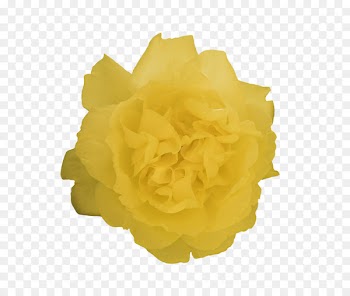 Yellow Cut flowers - springtime seven dwarfs 
