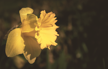 Yellow Daffodil Flower in Tilt Shift Lens Photography