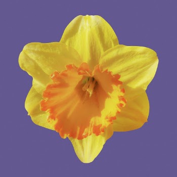 Yellow daffodil, spring flower clipart | Free Photo - rawpixel