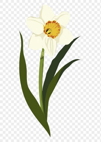Yellow daffodil sticker, realistic flower | Free PNG - rawpixel