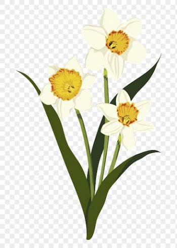 Yellow daffodil sticker, realistic flower | Free PNG - rawpixel