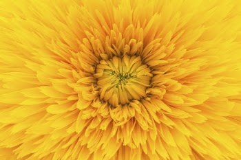 Yellow dahlia close up, flower | Free Photo - rawpixel