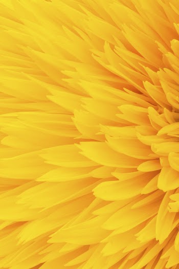 Yellow dahlia, flower close up background | Free Photo - rawpixel