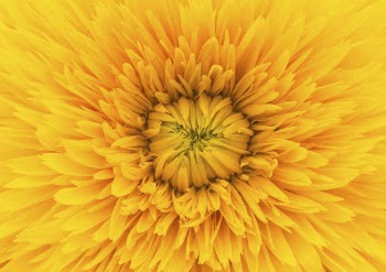 Yellow dahlia, flower close up background | Free Photo - rawpixel