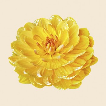 Yellow dahlia, flower collage element | Free PSD - rawpixel