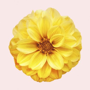 Yellow dahlia, flower collage element | Free PSD - rawpixel