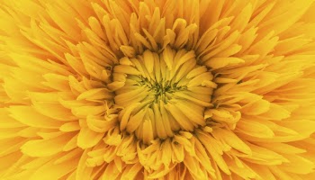 Yellow dahlia flower computer wallpaper, | Free Photo - rawpixel