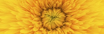 Yellow dahlia flower texture background, | Free Photo - rawpixel