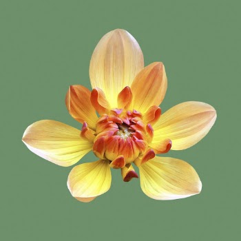 Yellow dahlia Margaret Haggo, flower | Free PSD - rawpixel