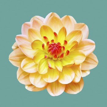 Yellow dahlia Margaret Haggo , | Free PSD - rawpixel