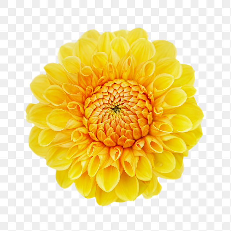 Yellow dahlia  png flower | Free PNG - rawpixel