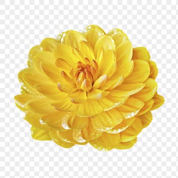 Yellow dahlia png, flower sticker, | Free PNG - rawpixel