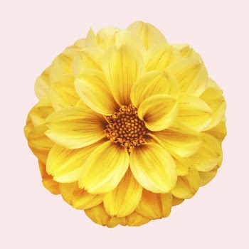 Yellow dahlia, spring flower clipart | Free Photo - rawpixel