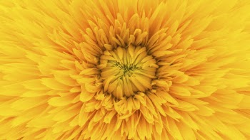 Yellow dahlia texture desktop wallpaper, | Free Photo - rawpixel