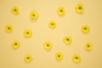 Yellow Daisies Laid on Yellow Surface