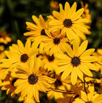 Yellow Daisies Tilt Shift Lens Photography