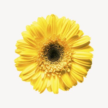 Yellow daisy collage element, isolated | Free PSD - rawpixel