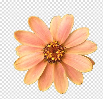 Yellow daisy flower, Flower Computer Icons, Get Flower transparent background PNG clipart
