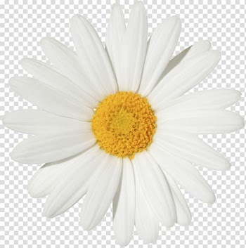 Yellow daisy flower illustration, Common daisy Transvaal daisy Flower , margarita transparent background PNG clipart