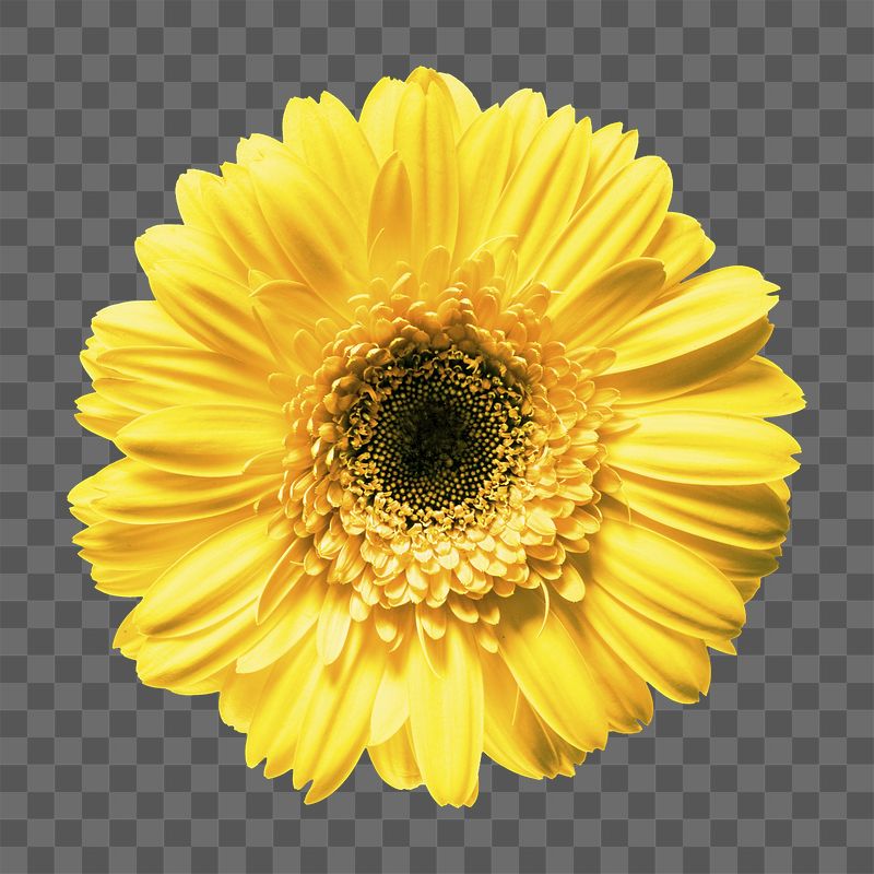 Yellow daisy png sticker, transparent | Free PNG - rawpixel