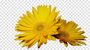 Yellow daisy transparent background PNG clipart