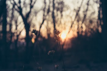 Yellow Dandelion Close Up Photography during Sunset