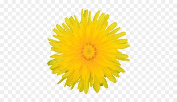 yellow dandelion flower dandelion english marigold