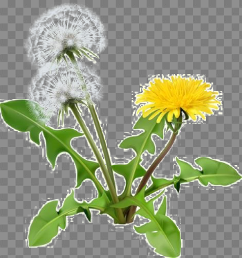Yellow Dandelion PNG Image