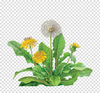 Yellow Dandelion PNG Image Background