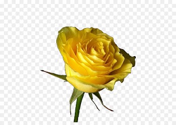 Yellow Desktop Wallpaper Rose Black - rose 