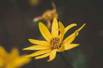 Yellow Diasy Flower