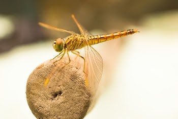 Yellow Dragonfly on Brown Wooden Stick during Daytime