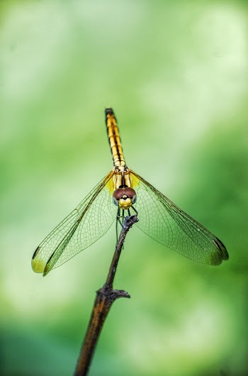 Yellow Dragonfly Perched on a Twig