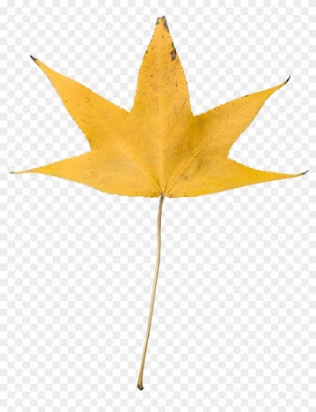 Yellow Dry Leaf Transparent, High Resolution - Dried Leaves Transparent Background