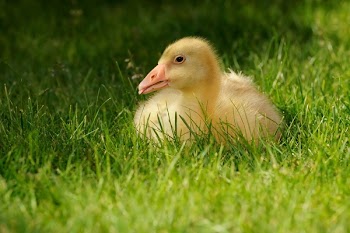 Yellow Duck on Green Grass Field