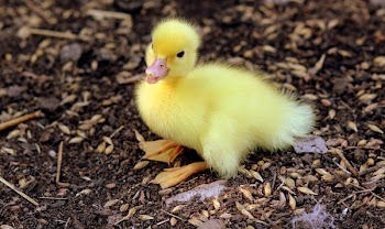 Yellow Duckling on Grains