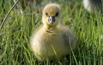 Yellow Duckling Surrounded by Grass