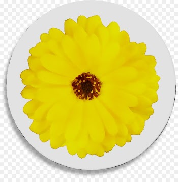 Yellow English marigold Transvaal daisy Chrysanthemum Sunflower -  