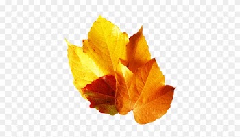 Yellow Fall Leaf Clip Art - Maple Leaf